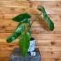 Wonderful Philodendron Jose Buono Garden Plant