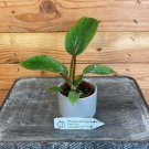 Wonderful Philodendron Jungle Fever Garden Plant