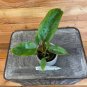 Wonderful Philodendron Jungle Fever Garden Plant