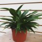 Wonderful Philodendron Little Phil Garden Plant