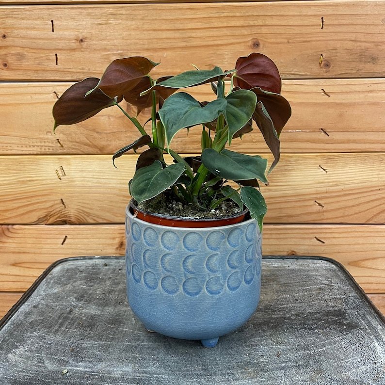 Wonderful Philodendron Lupinum Garden Plant