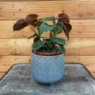 Wonderful Philodendron Lupinum Garden Plant