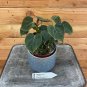 Wonderful Philodendron Lupinum Garden Plant