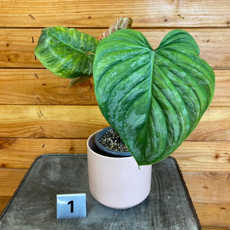 Wonderful Philodendron majestic Garden Plant