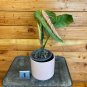 Wonderful Philodendron majestic Garden Plant