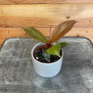 Wonderful Philodendron McColley's Finale Garden Plant