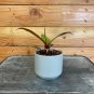 Wonderful Philodendron McColley's Finale Garden Plant
