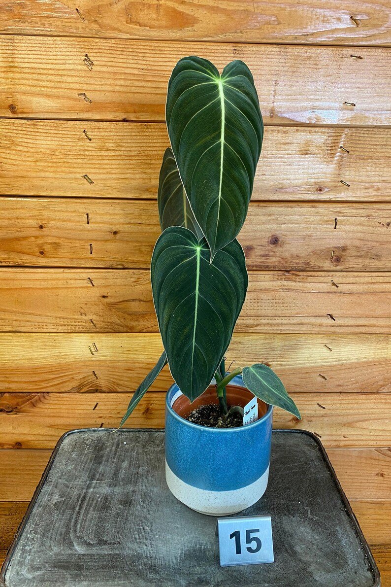 Wonderful Philodendron Melanochrysum Garden Plant