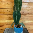 Wonderful Philodendron Melanochrysum Garden Plant