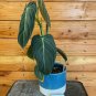 Wonderful Philodendron Melanochrysum Garden Plant
