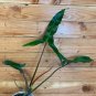 Wonderful Philodendron Mexicanum Garden Plant