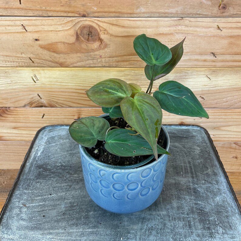 Wonderful Philodendron Micans Garden Plant