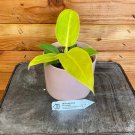 Wonderful Philodendron Moonlight Garden Plant