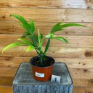 Wonderful Philodendron Panduriforme Garden Plant
