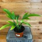 Wonderful Philodendron Panduriforme Garden Plant