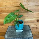 Wonderful Philodendron Paraiso Verde Garden Plant