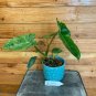 Wonderful Philodendron Paraiso Verde Garden Plant