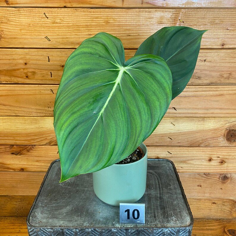 Wonderful Philodendron Pastazanum Garden Plant
