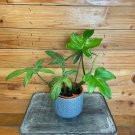 Wonderful Philodendron Pedatum Reindeer Garden Plant