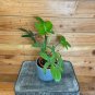 Wonderful Philodendron Pedatum Reindeer Garden Plant