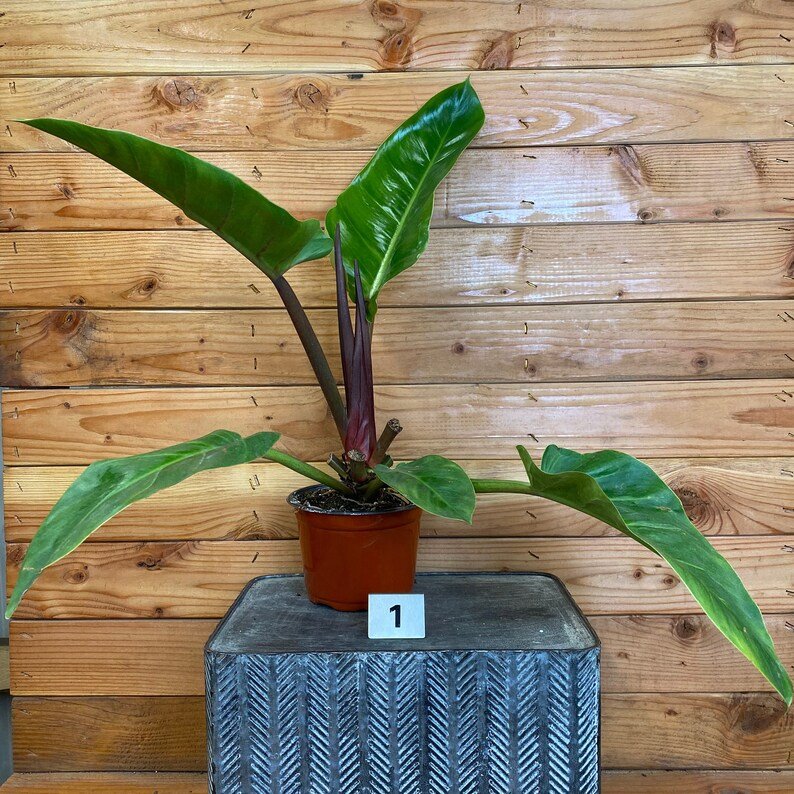 Wonderful Philodendron Rojo Congo Garden Plant