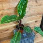 Wonderful Philodendron Rojo Congo Garden Plant