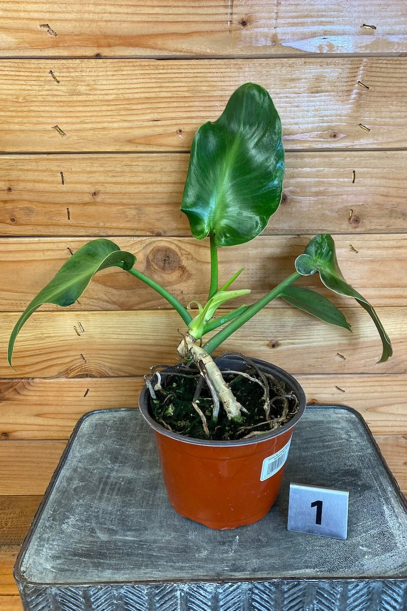Wonderful Philodendron Rugosum Garden Plant