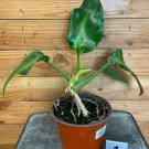 Wonderful Philodendron Rugosum Garden Plant