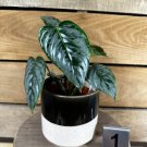 Wonderful Philodendron Sodiroi Garden Plant