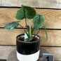 Wonderful Philodendron Sodiroi Garden Plant
