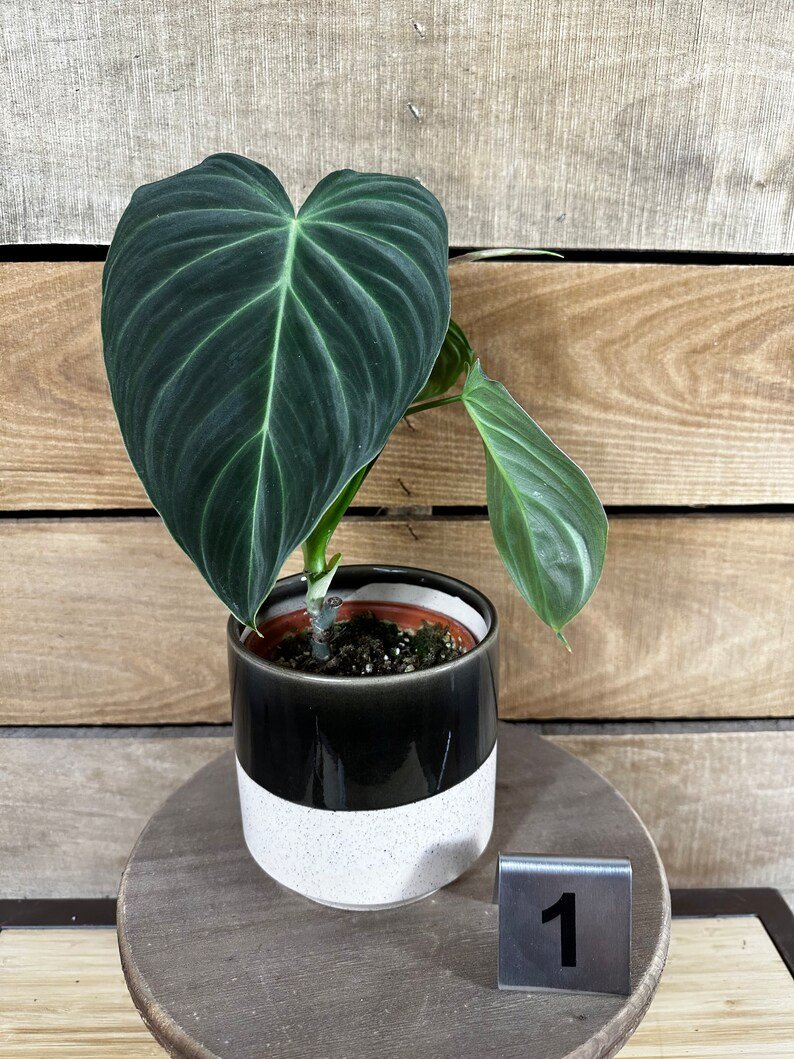 Wonderful Philodendron Splendid Garden Plant