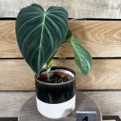 Wonderful Philodendron Splendid Garden Plant