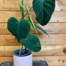 Wonderful Philodendron Splendid with Variegated Leaf Garden Plant