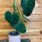 Wonderful Philodendron Splendid with Variegated Leaf Garden Plant
