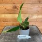 Wonderful Philodendron Squamiferum Garden Plant