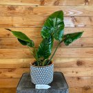 Wonderful Philodendron Subhastatum Garden Plant