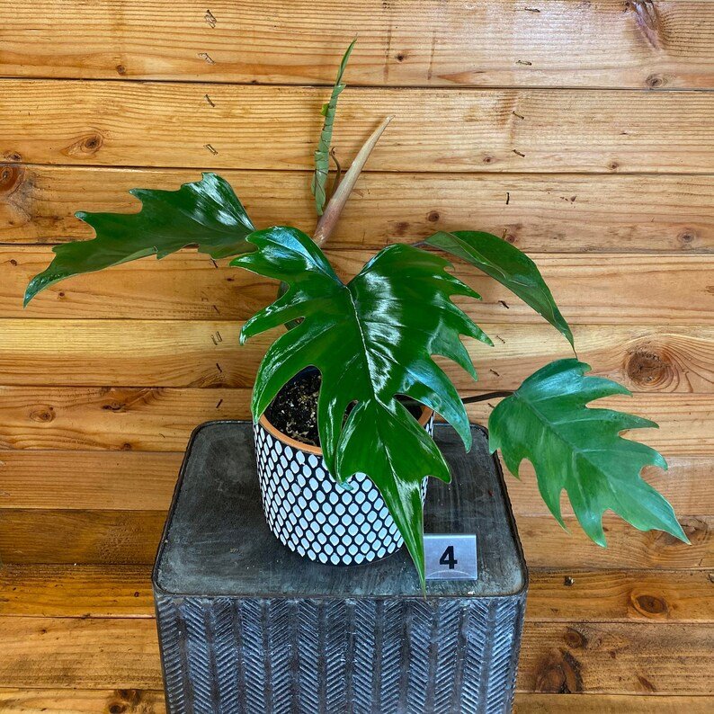 Wonderful Philodendron Tahiti Garden Plant