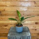 Wonderful Philodendron Tiger Tooth Garden Plant