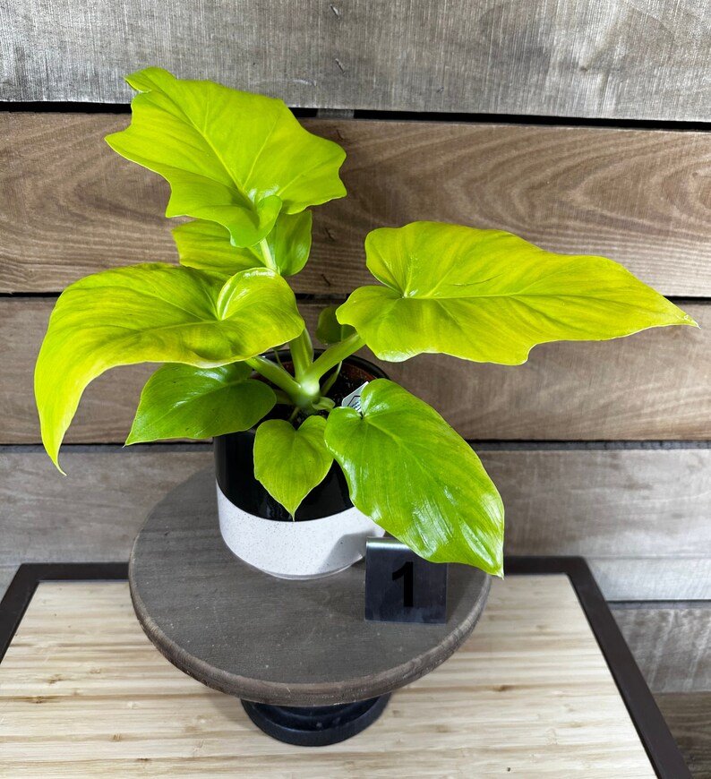 Wonderful Philodendron Warscewiczii Aurea Garden Plant