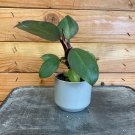 Wonderful Philodendron White Knight Garden Plant