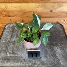 Wonderful Philodendron White Knight Variegated Garden Plant