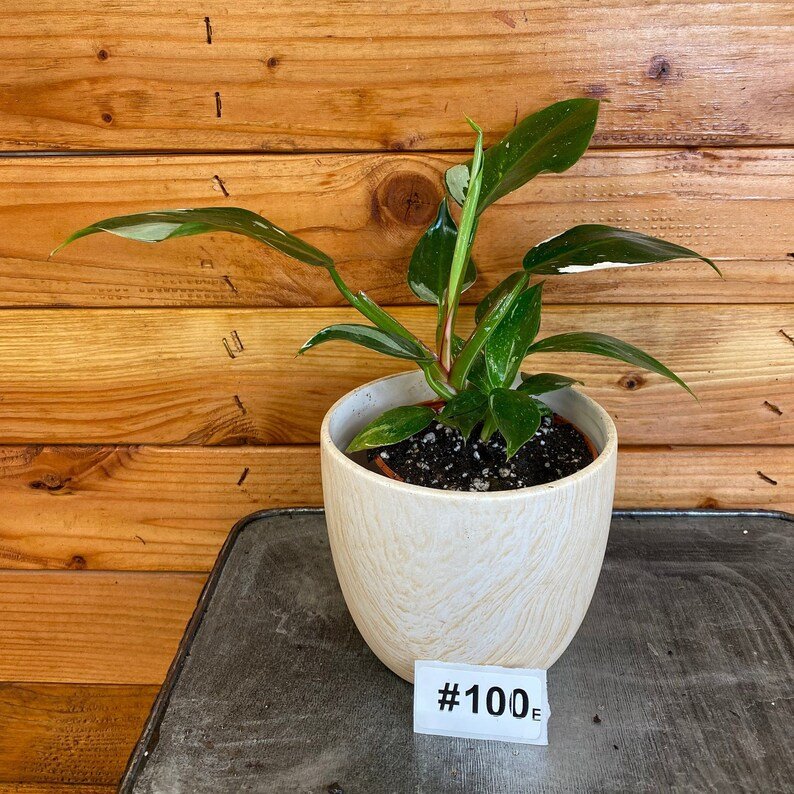 Wonderful Philodendron White Princess 100e Garden Plant