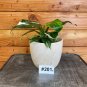 Wonderful Philodendron White Wizard 200e Garden Plant