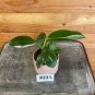 Wonderful Philodendron White Wizard 230e Garden Plant