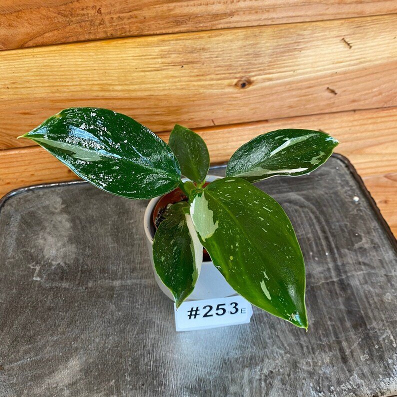 Wonderful Philodendron White Wizard 253e Garden Plant