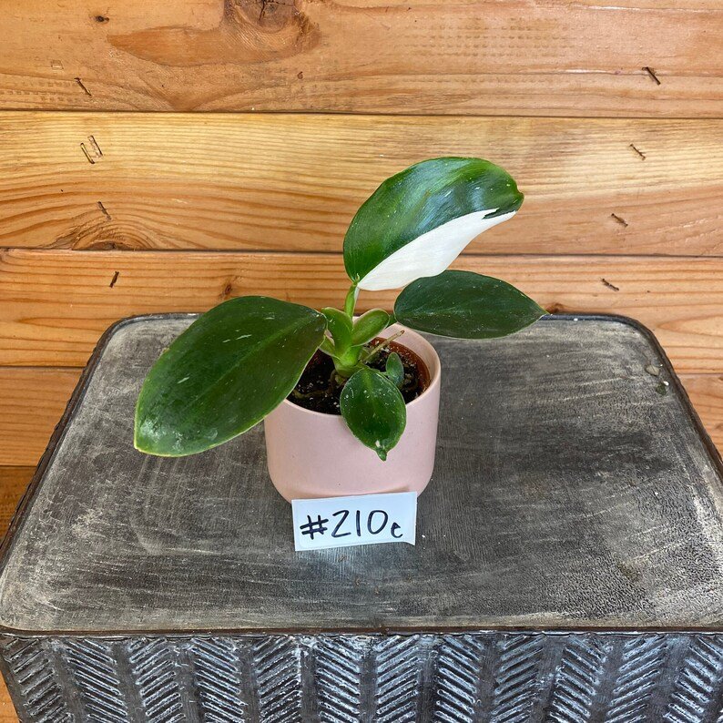 Wonderful Philodendron White Wizard210e Garden Plant