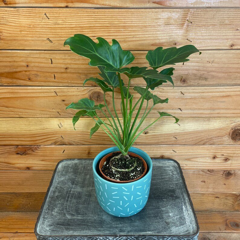 Wonderful Philodendron Xanadu Garden Plant