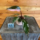 Wonderful Pink Princess Starter Garden Plant