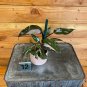 Wonderful Pink Princess Starter Garden Plant