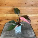 Wonderful Pink Princess Starter 40e Garden Plant